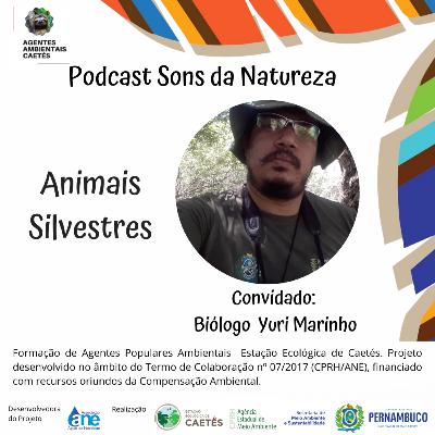Animais Silvestres Animais Silvestres