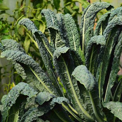 Den varma november - frönyheter - fåglar - amaryllis