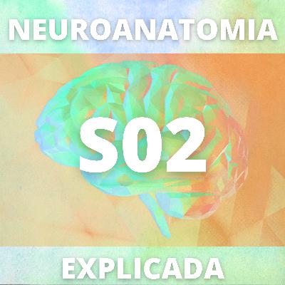 Substância Branca Telencéfalo