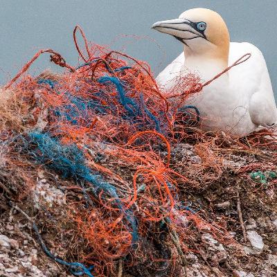 El impacto del plástico en ecosistemas marinos | El atlas de la biodiversidad #08