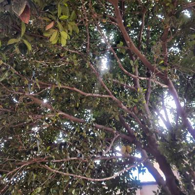 #2 - Jackfruit Tree / Artocarpus heterophyllus