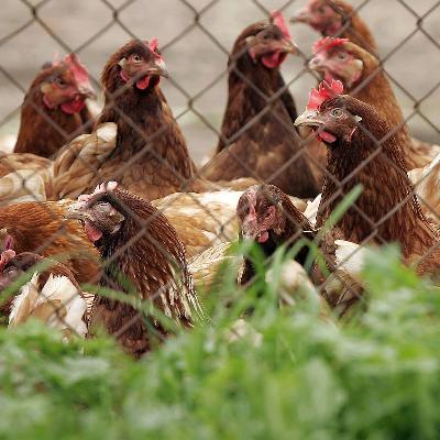 Vogelgrippe: Sorge bei privaten Hühnerhaltern