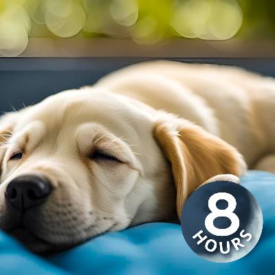 Help Relax Your Dog with Nature White Noise | 8 Hours
