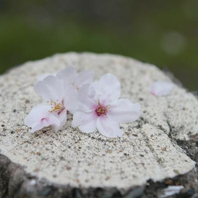 天寒露重，望君保重