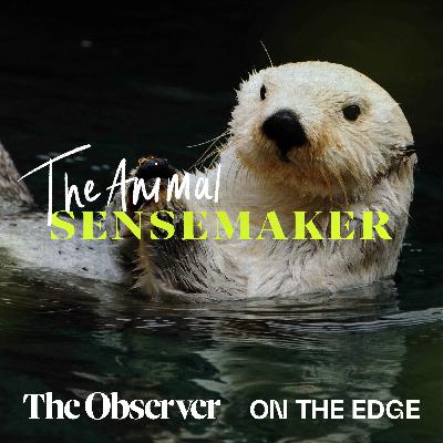 Sea otters: favourite rocks and tummy tables