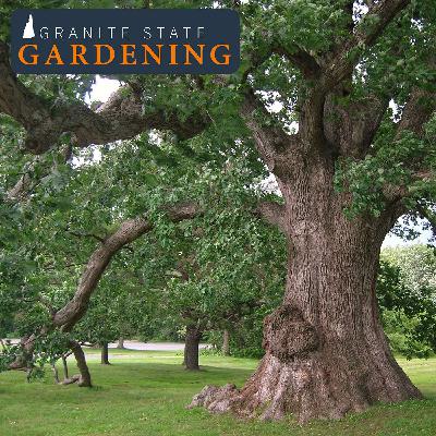 All things trees! (part 2) Pruning and Solving Tree Problems, Plus Frost Cracks, White Oak and Wood Chips