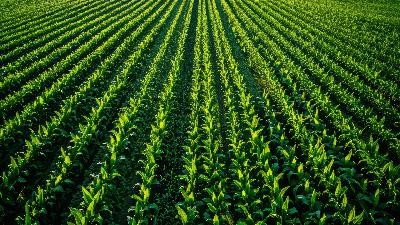 US Corn Exports Good, USDA Announces more ECAP Payments US Corn Exports Good, USDA Announces more ECAP Payments
