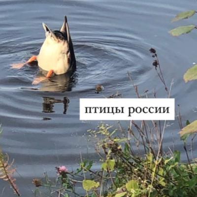 Выпуск 1 | Синицы большие и малые