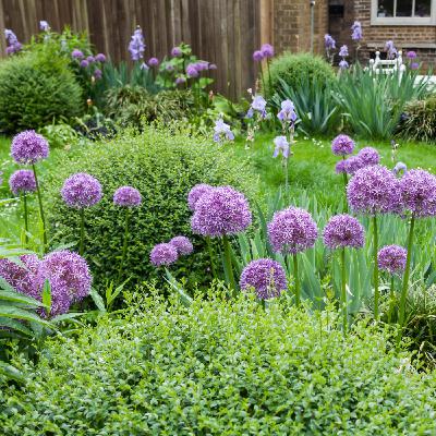 Allium