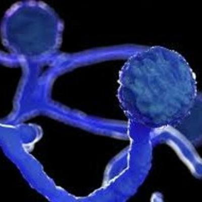 The TRUTH BEHIND BLACK FUNGUS