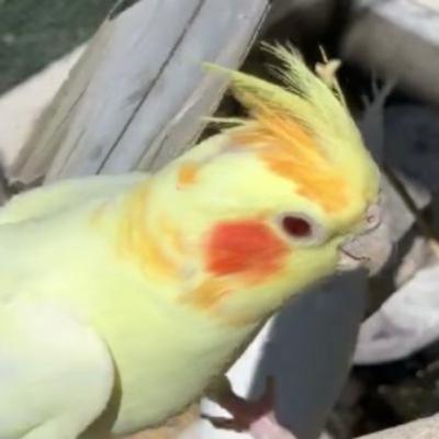 Colour genetics