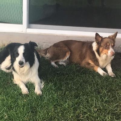 Ansiedad, Miedo, Agresión y Estrés en PERRO