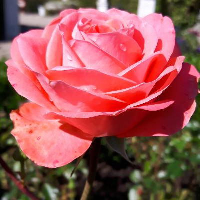 DROGI MIŁOSIERDZIA, seria 2, czwartek 14 maja DROGI MIŁOSIERDZIA, seria 2, czwartek 14 maja