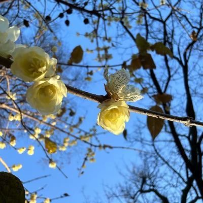 公園の朝散歩より689鳥のこえ 公園の朝散歩より689鳥のこえ