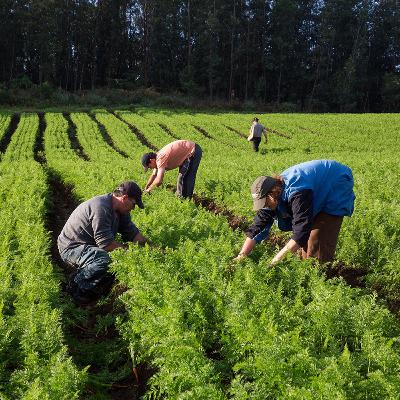 Agricultura Familiar