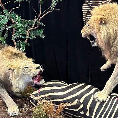 Captive Bred Lions: Boots on the Ground Perspective