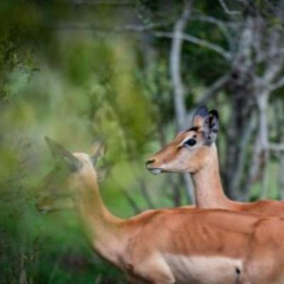 Animal Populations in the Kruger: The Numbers