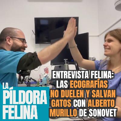 635. Entrevista Felina: Las ECOGRAFÍAS NO DUELEN Y SALVAN GATOS con ALBERTO MURILLO de Sonovet 635. Entrevista Felina: Las ECOGRAFÍAS NO DUELEN Y SALVAN GATOS con ALBERTO MURILLO de Sonovet