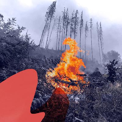 Warum wütet das Feuer so verheerend? (2/5) Warum wütet das Feuer so verheerend? (2/5)
