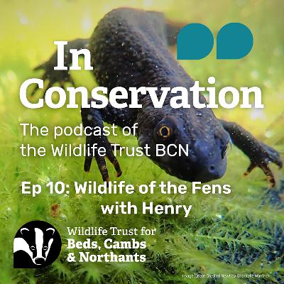 Episode 10: Wildlife of the Great Fen with Henry