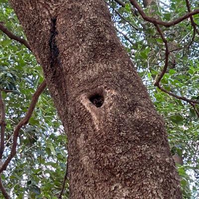 公園の朝散歩より680鳥のこえ 公園の朝散歩より680鳥のこえ