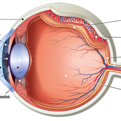 Egészség Tippek - Makuladegeneráció