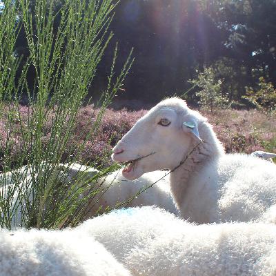 De anti-stikstof-schapen van de Noord-Veluwe De anti-stikstof-schapen van de Noord-Veluwe