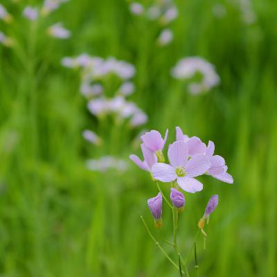 Une sieste printanière - yoga nidra