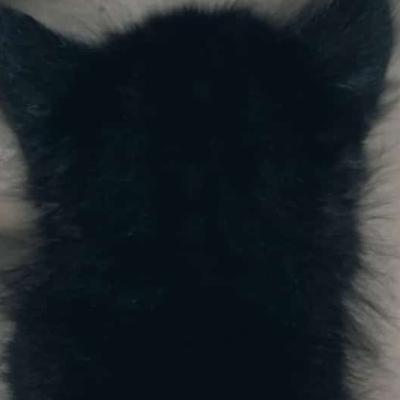 El loco de bajo de la cama.