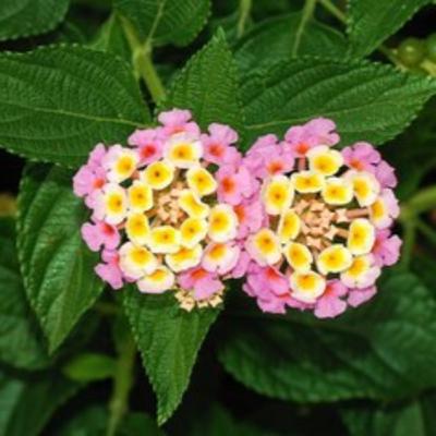 #第1307回 誕生花『ランタナ』2025年11月2日（日）OA（WBS和歌山放送／出演：高岡伸夫、木村恵子）