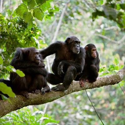 A Forest Gathering at Gombe National Park, Tanzania. (15 min)