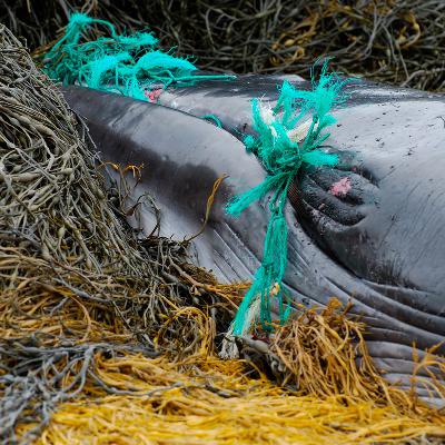 The grim toll of fisheries bycatch on whales, dolphins and porpoises in European waters