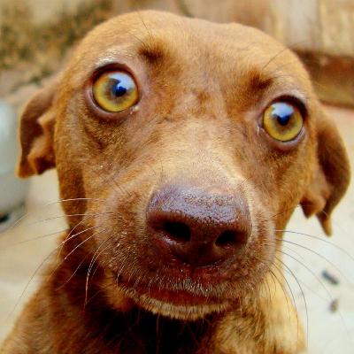 An effective and natural approach to calm an anxious dog