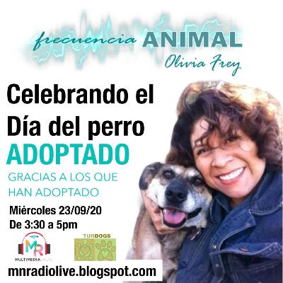 FRECUENCIA ANIMAL 19 CON OLIVIA FREY, DIA DEL PERRO ADOPTADO