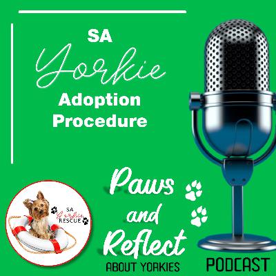 #3 - SA Yorkie Adoption Procedure