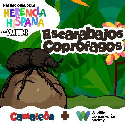 Escarabajo Coprófago: el reciclador del popó