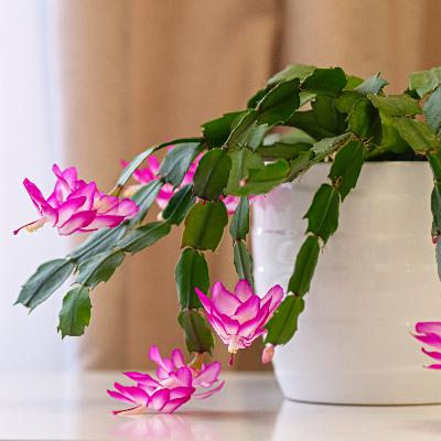 Good Gifts for Gardeners, Keeping Fungus Gnats Away, Growing Herbs Indoors Good Gifts for Gardeners, Keeping Fungus Gnats Away, Growing Herbs Indoors