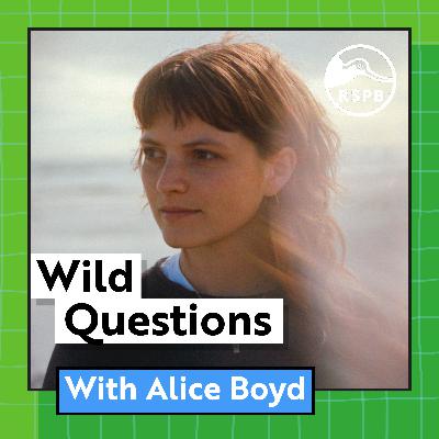 Do White-tailed Eagles Have a Secret Language? (Alice Boyd)