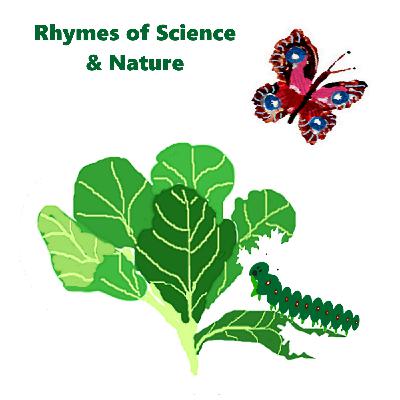 Butterfly Cycle Poem