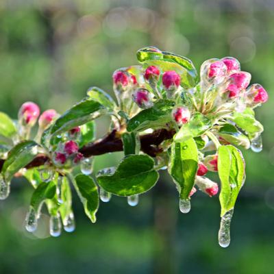 Nach dem Frost im April: Wie gut ist es um die Obsternte 2021 bestellt?