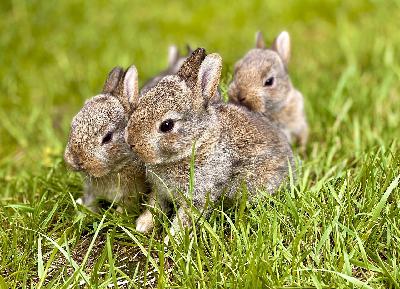 Qué sabemos de los conejos