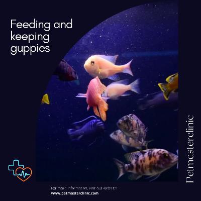 Feeding and keeping guppies