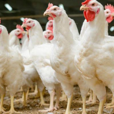 Podcast “Você sabia?” - Medicina Veterinária