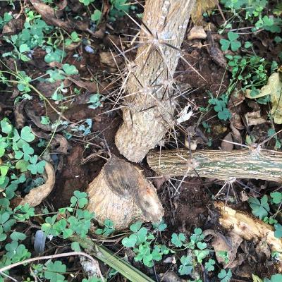 Rodrigo e o réquiem para uma ora-pro-nóbis Rodrigo e o réquiem para uma ora-pro-nóbis