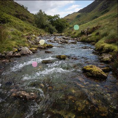 Fiume a Flusso Rapido con Canto Naturale degli Uccelli