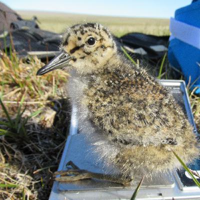 Pinokkio-snavel als aanpassing aan klimaatverandering met Jan van Gils Pinokkio-snavel als aanpassing aan klimaatverandering met Jan van Gils