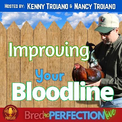 Ep272 - Improving Your Bloodline: Breeding and Health Care Q&A