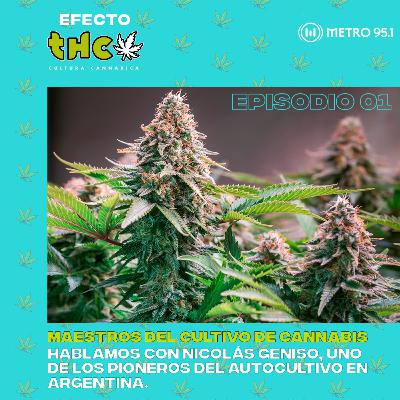 Maestros del cultivo de cannabis | Nicolás Geniso
