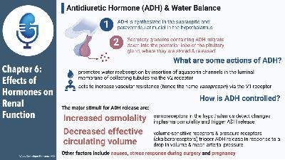 Chapter Six: Effects of Hormones on Renal Function