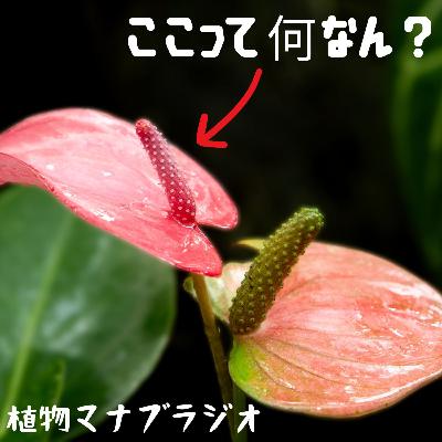 #38 アンスリウムのここって何なん？